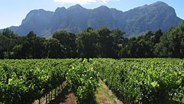 Weingut Molenvliet, Zuid-Afrika