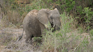 Golfreisen Zhluzhluwe National Park, Sdafrika