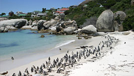 Simons Town mit seiner Pinguin-Kolonie